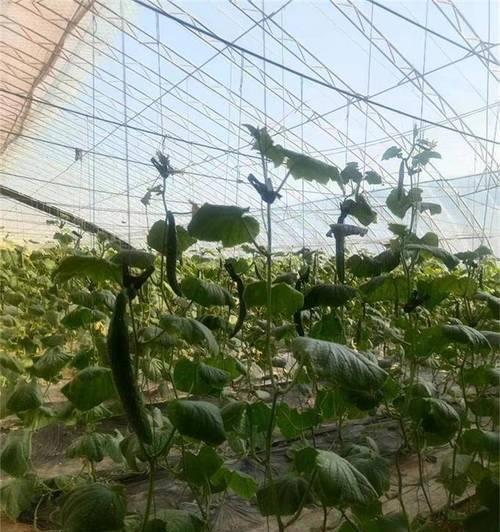 星语手机电池的性能如何？（星语手机电池续航能力、充电速度和安全性等方面表现如何？）