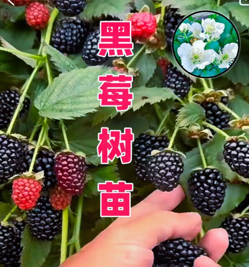 黑莓停止手机生产（黑莓的决策与市场前景分析）