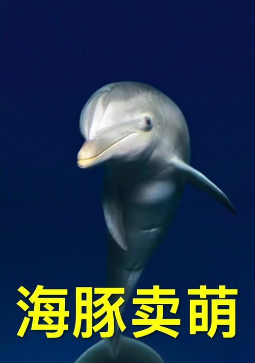 海豚眼中的人类世界（揭秘海豚对人类的观察与看法）